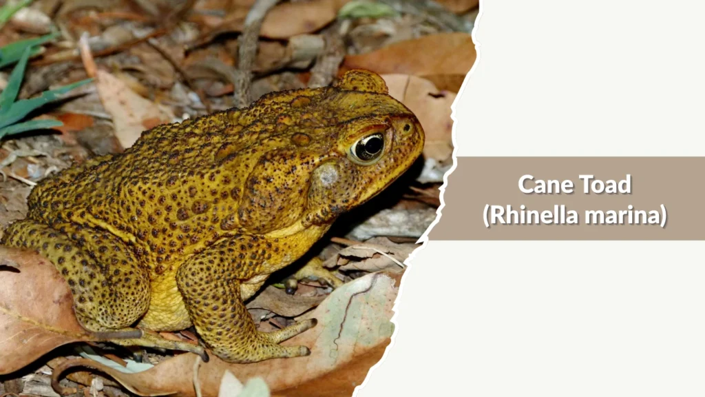 Cane Toad (Rhinella marina)