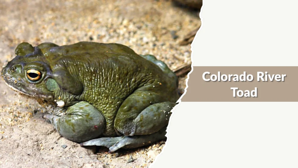 Colorado River Toad