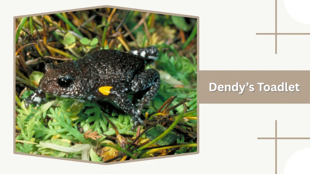 Dendy’s Toadlet