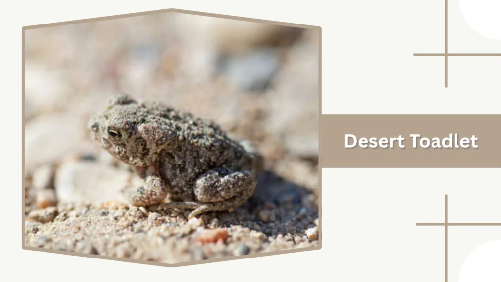 Desert Toadlet