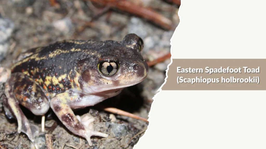 Eastern Spadefoot Toad (Scaphiopus holbrookii)