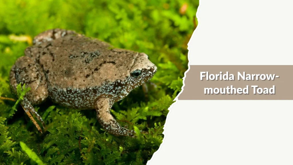 Florida Narrow-mouthed Toad