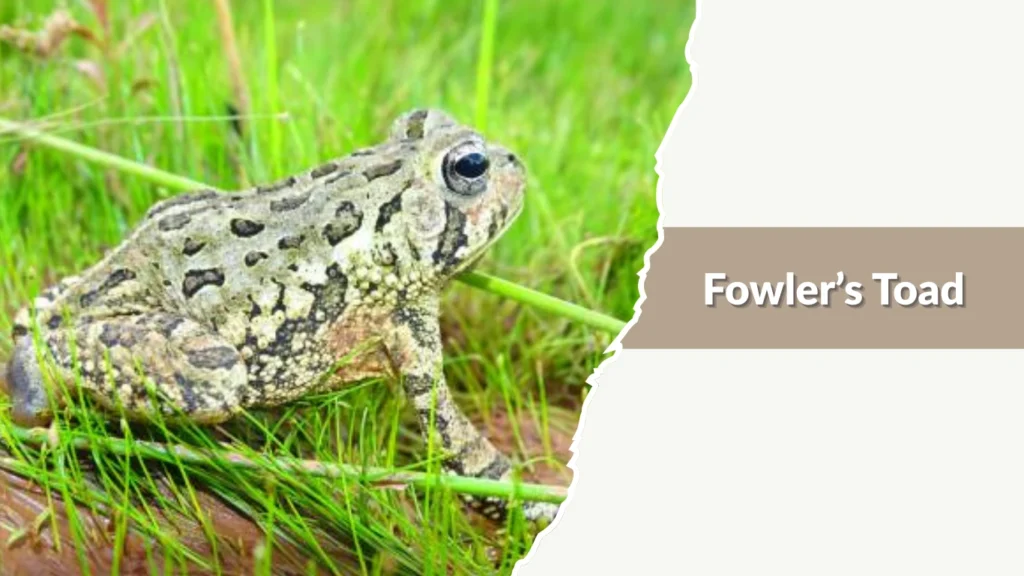 Fowler’s Toad