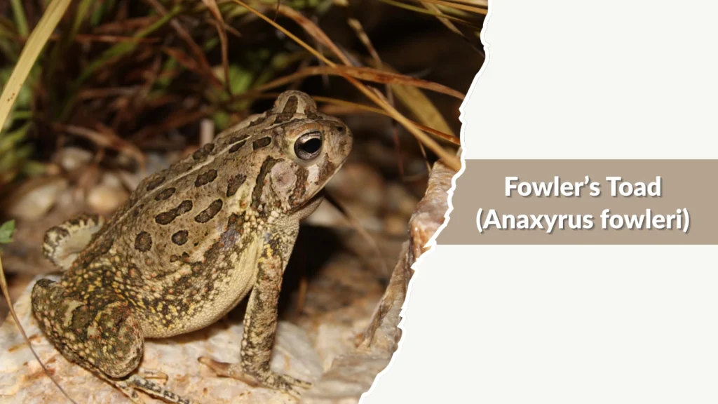Fowler’s Toad (Anaxyrus fowleri)