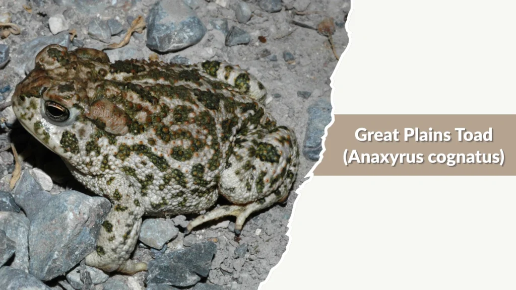 Great Plains Toad (Anaxyrus cognatus)