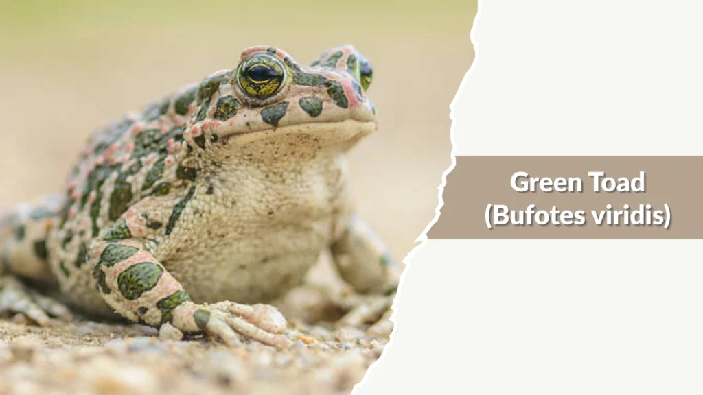 Green Toad (Bufotes viridis)