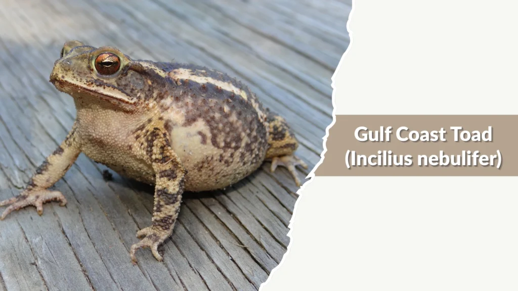Gulf Coast Toad (Incilius nebulifer)