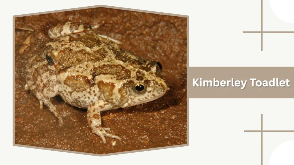 Kimberley Toadlet