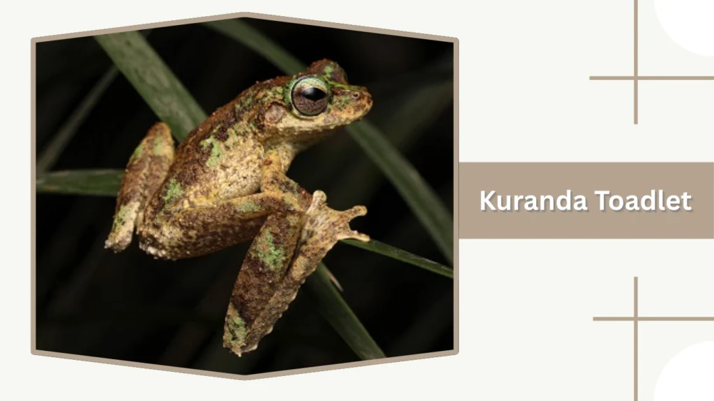 Kuranda Toadlet
