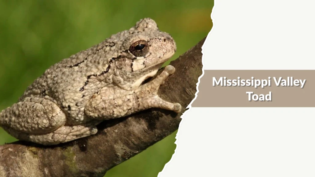 Mississippi Valley Toad