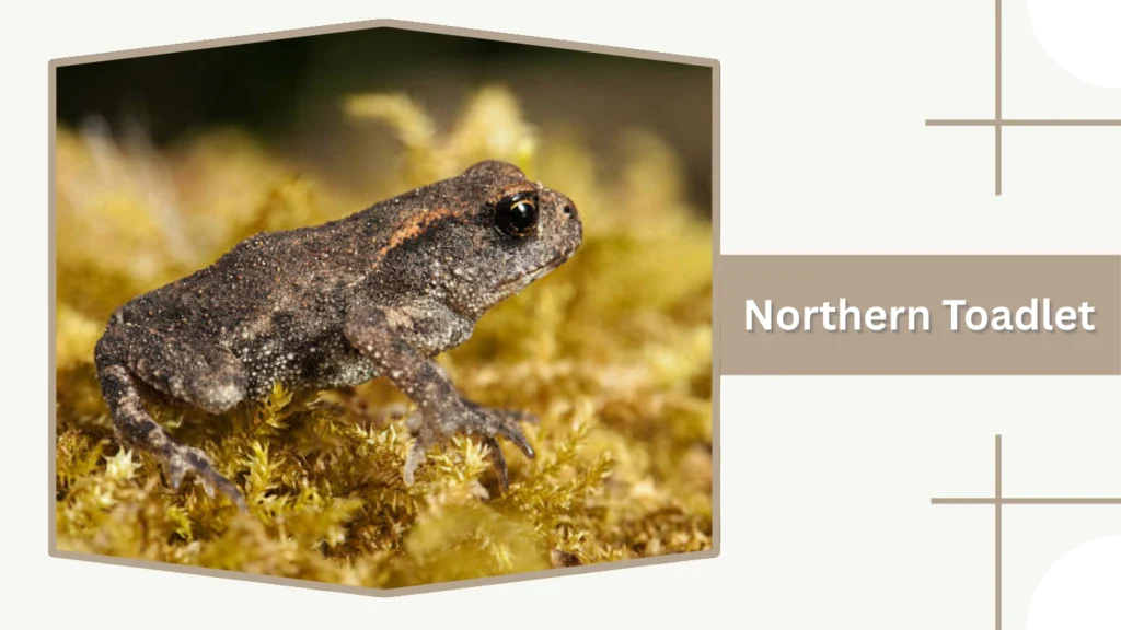 Northern Toadlet