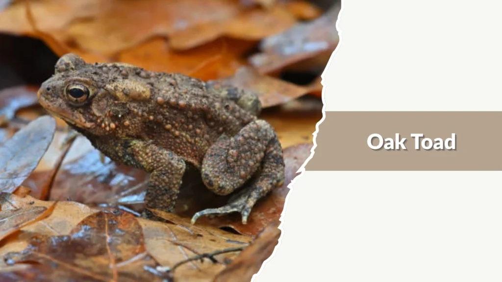 Oak Toad