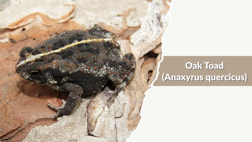 Oak Toad (Anaxyrus quercicus)