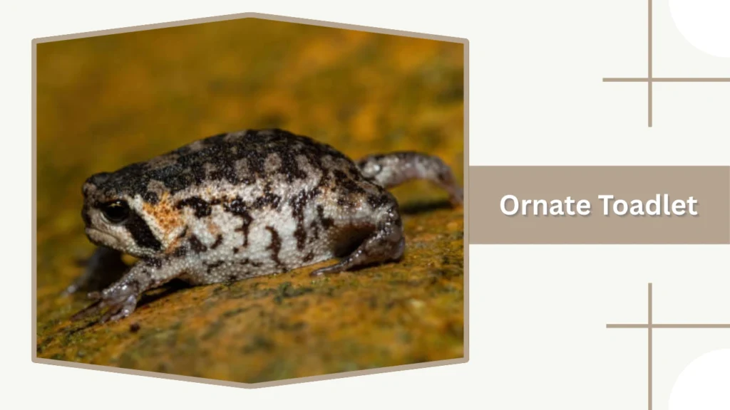 Ornate Toadlet
