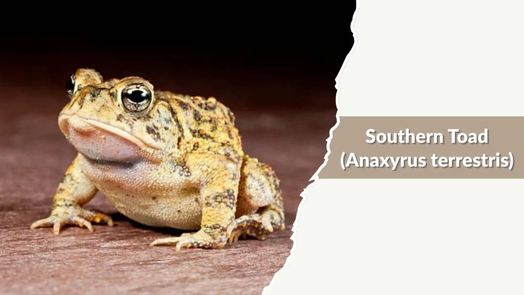 Southern Toad (Anaxyrus terrestris)