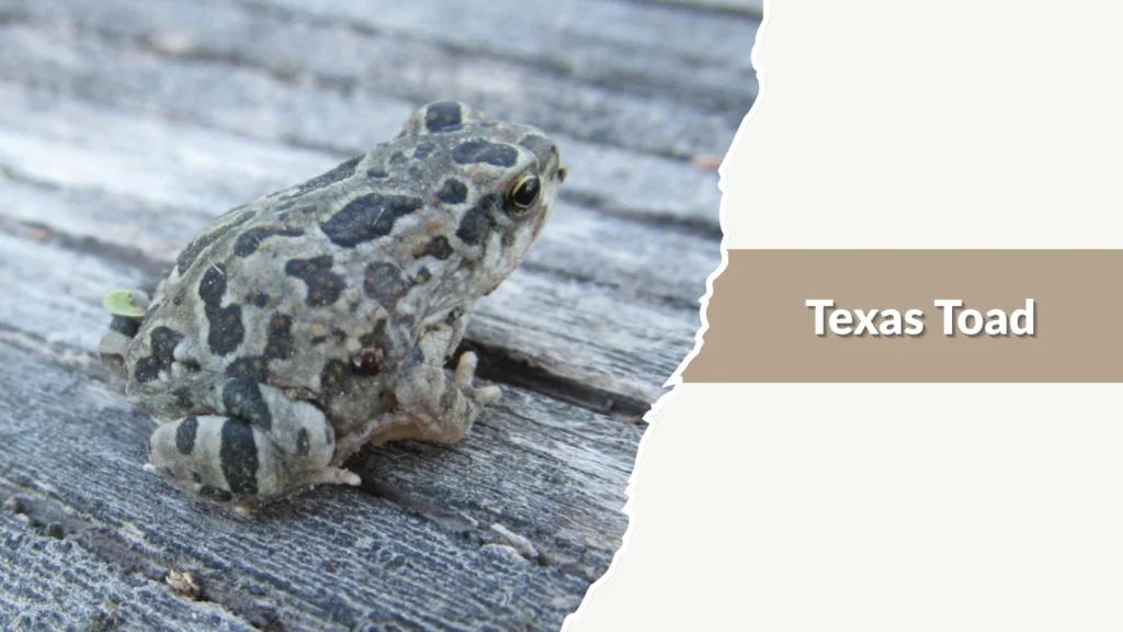 Texas Toad
