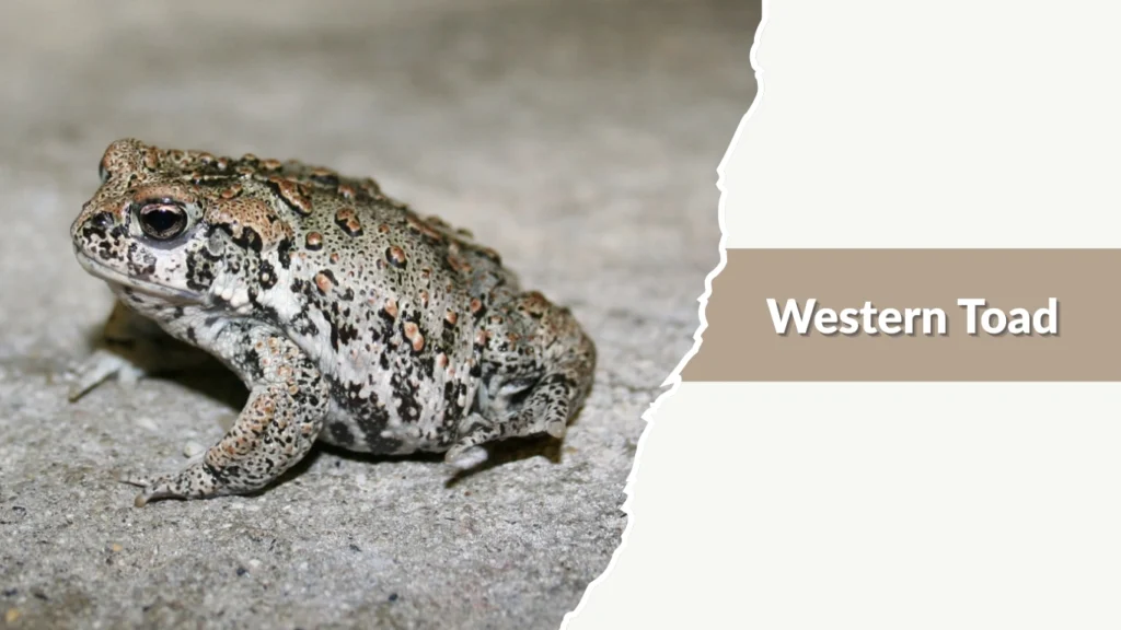 Western Toad
