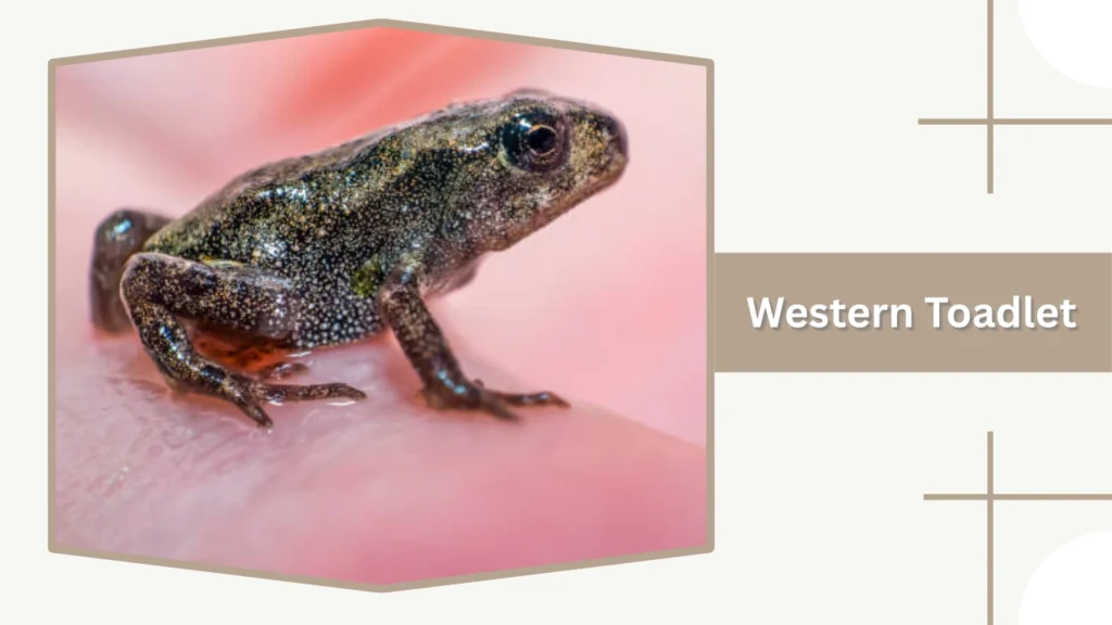 Western Toadlet
