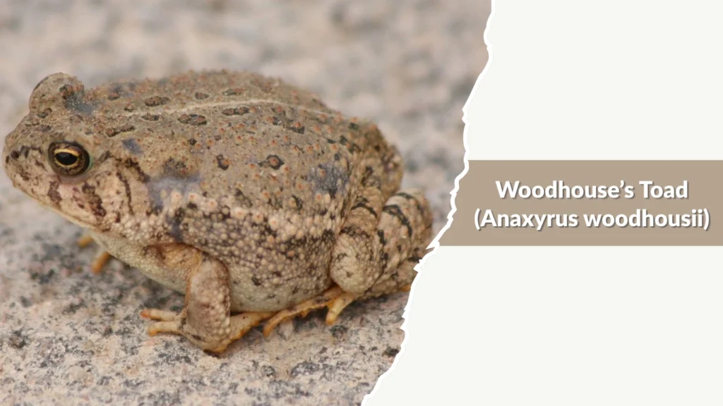 Woodhouse’s Toad (Anaxyrus woodhousii)