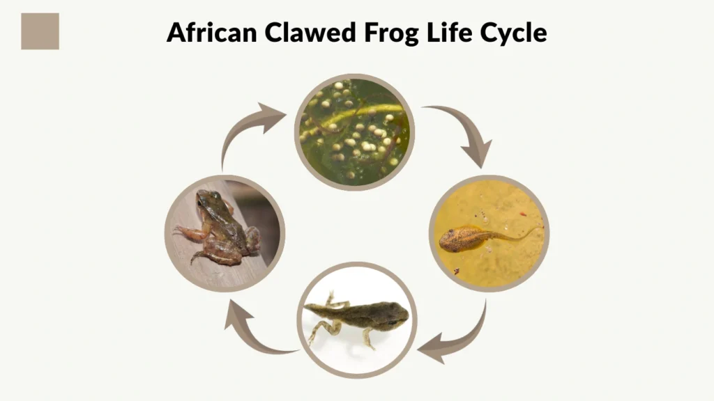 African Clawed Frog Life Cycle