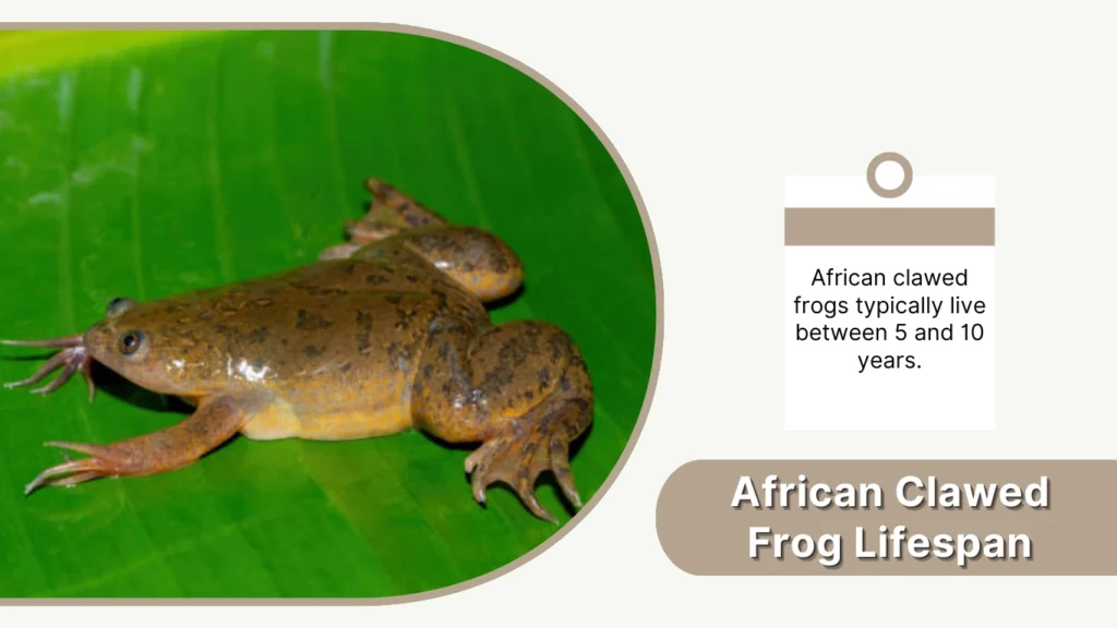 African Clawed Frog Lifespan