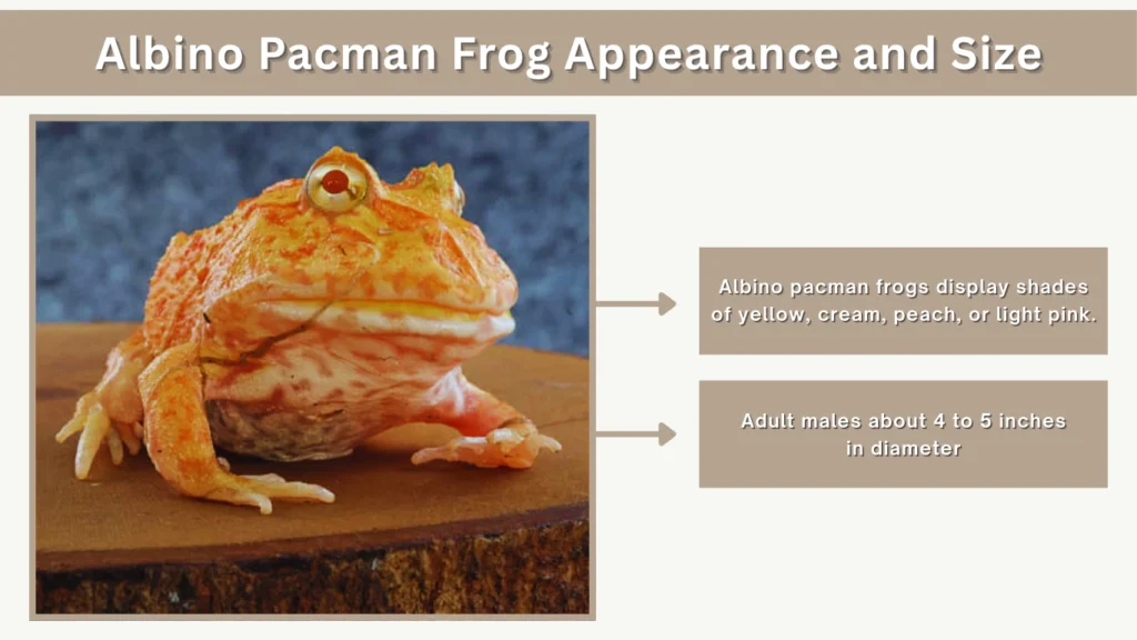 Albino Pacman Frog Appearance and Size