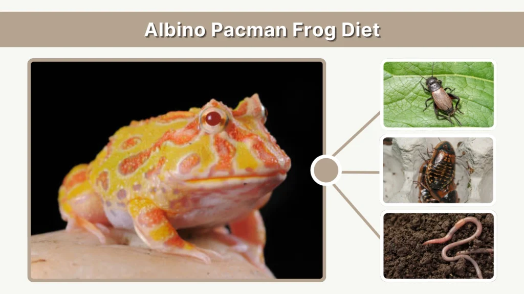 Albino Pacman Frog Diet