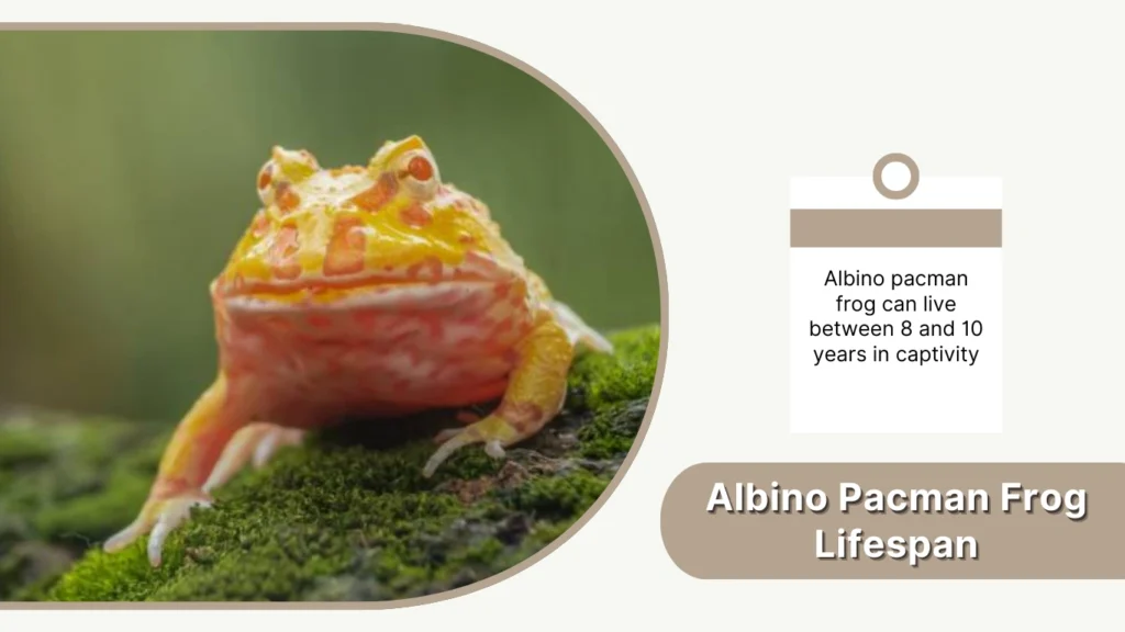 Albino Pacman Frog Lifespan