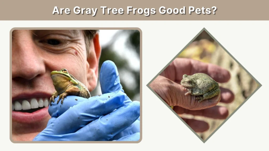 Are Gray Tree Frogs Good Pets