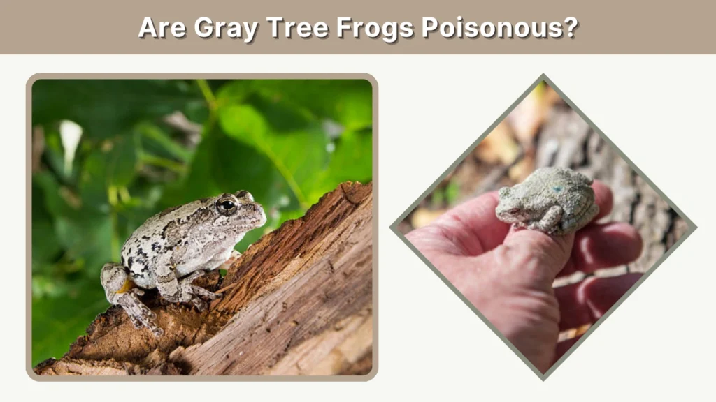 Are Gray Tree Frogs Poisonous