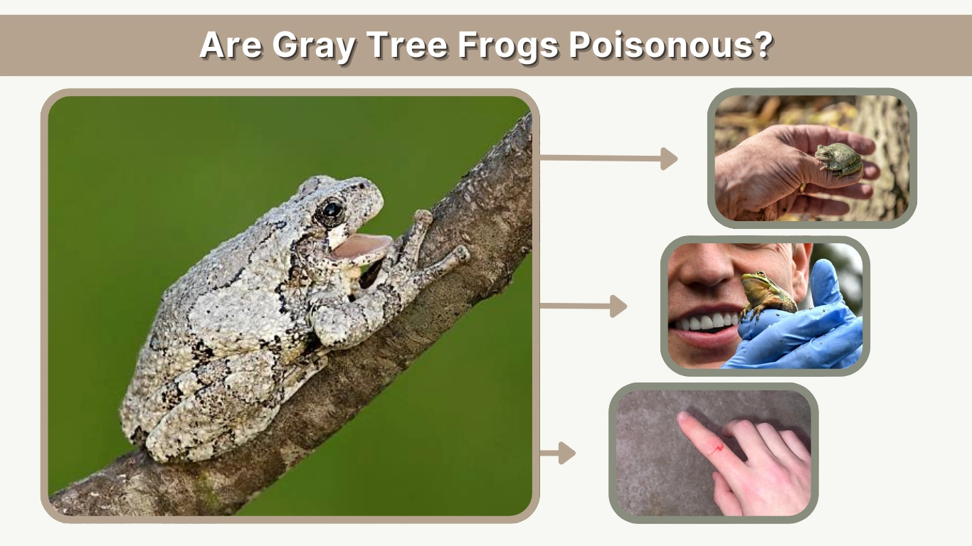 Are Gray Tree Frogs Poisonous Facts vs Common Myths