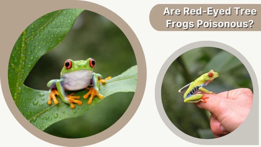 Are Red-Eyed Tree Frogs Poisonous