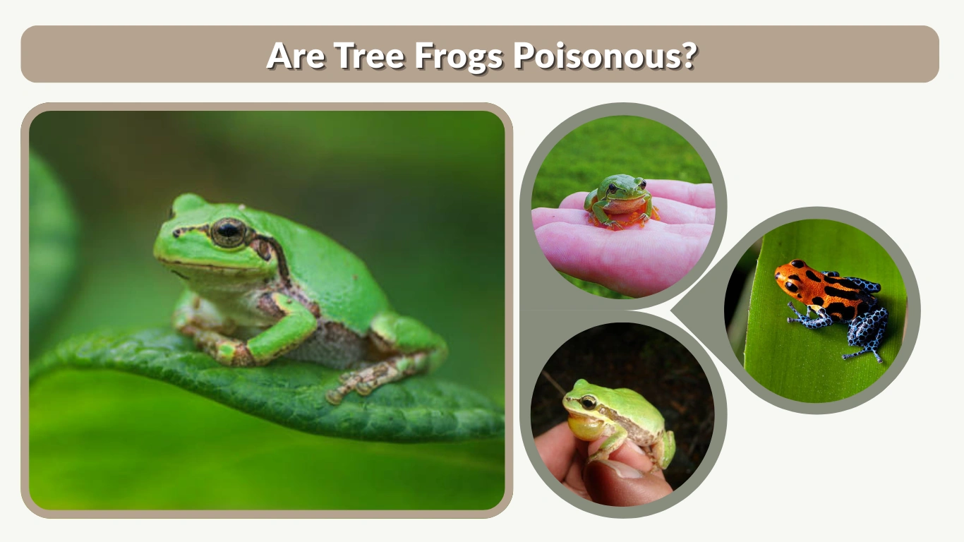 Are Tree Frogs Poisonous Facts You Should Know