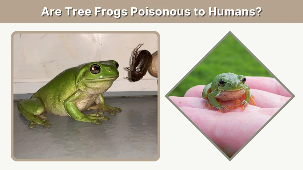 Are Tree Frogs Poisonous to Humans