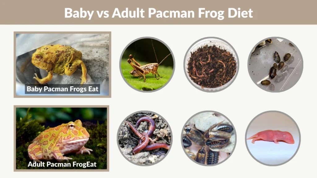 Baby vs Adult Pacman Frog Diet