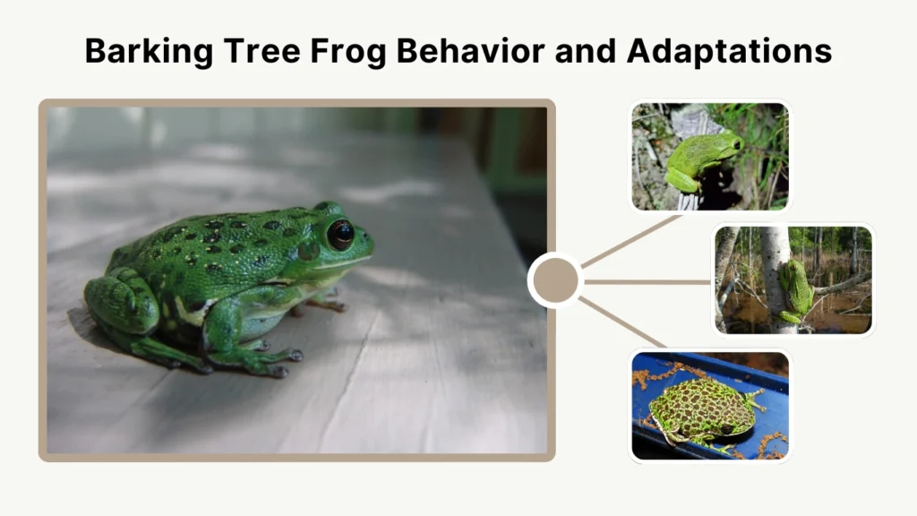 Barking Tree Frog Behavior and Adaptations