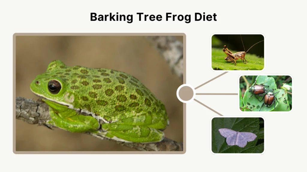 Barking Tree Frog Diet