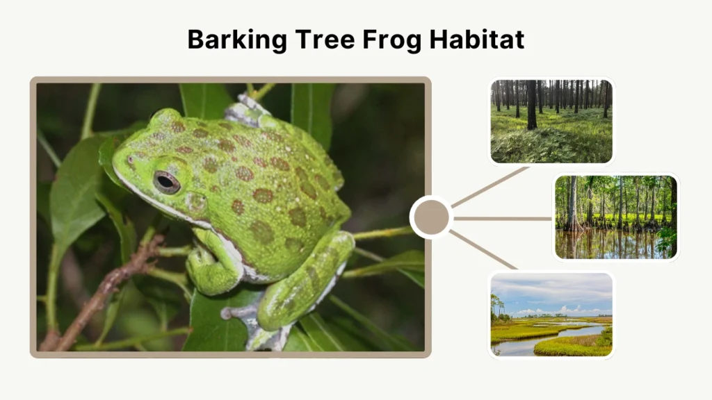 Barking Tree Frog Habitat
