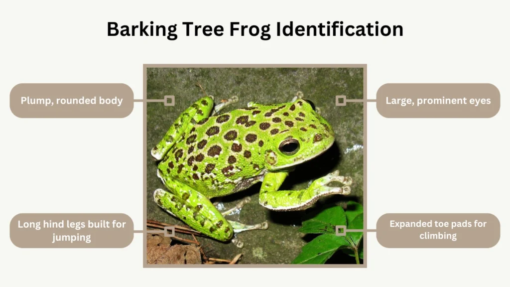 Barking Tree Frog Identification