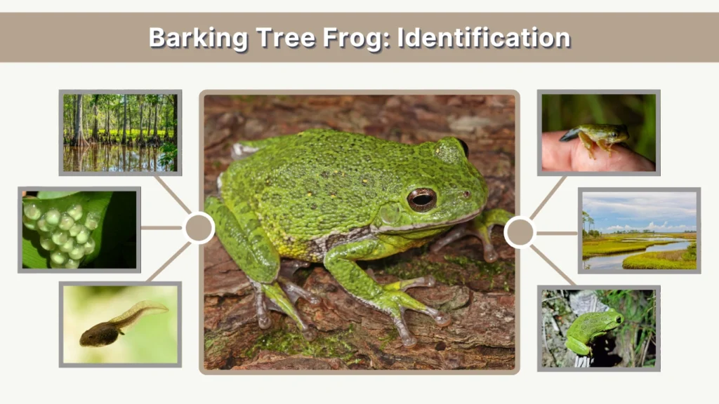 Barking Tree Frog Identification, Call, Habitat, and Facts