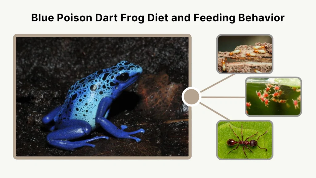 Blue Poison Dart Frog Diet and Feeding Behavior