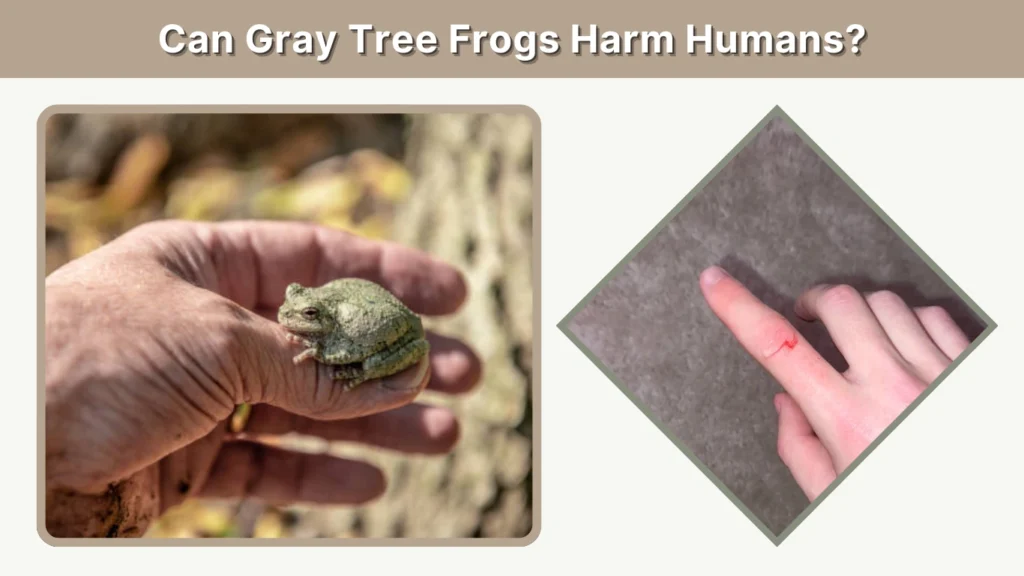 Can Gray Tree Frogs Harm Humans