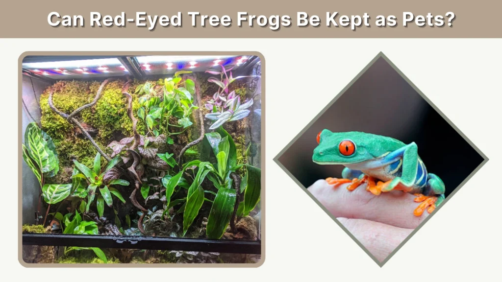 Can Red-Eyed Tree Frogs Be Kept as Pets
