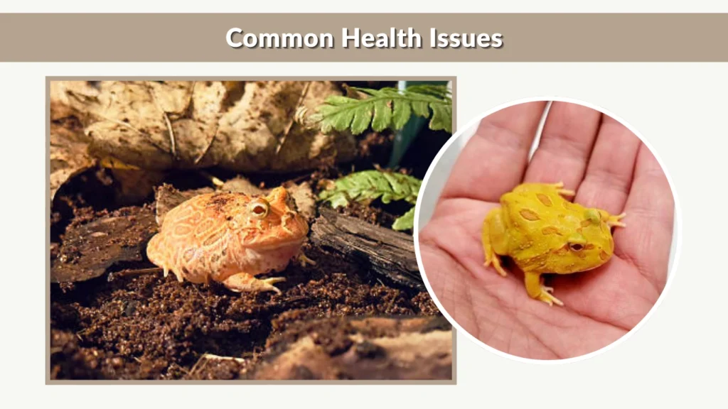 Common Health Issues