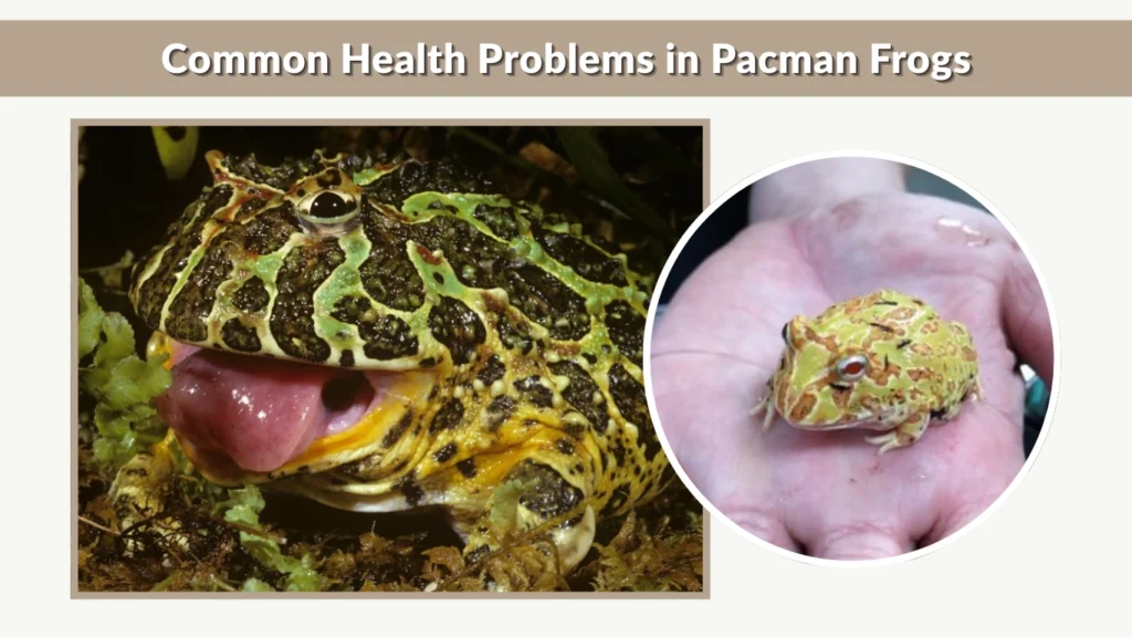 Common Health Problems in Pacman Frogs