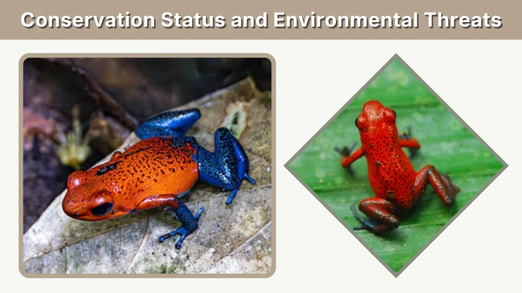 Conservation Status and Environmental Threats