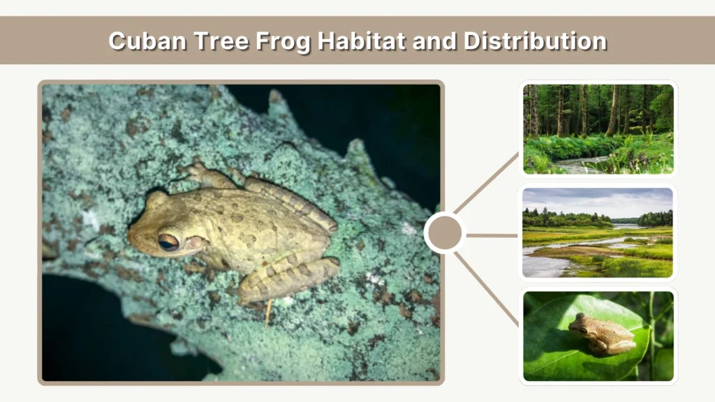 Cuban Tree Frog Habitat and Distribution