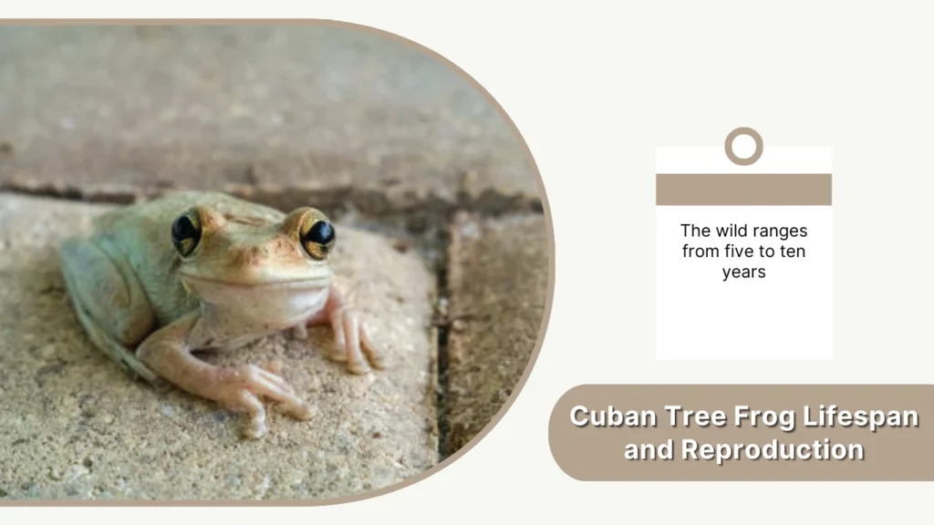 Cuban Tree Frog Lifespan and Reproduction