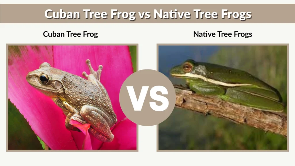 Cuban Tree Frog vs Native Tree Frogs