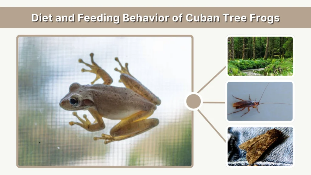 Diet and Feeding Behavior of Cuban Tree Frogs